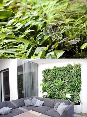 Air purifying plants - facts and myths