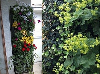 Balcony flowers suitabe for seasonal vertical garden