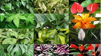 Interesting domestic plants that are perfect for a green wall