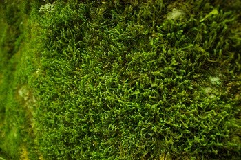 Research on moss