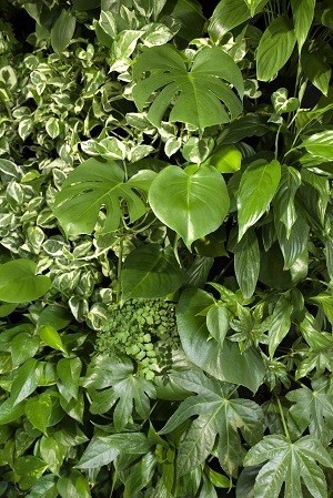 Vertical gardens - select only proven solutions