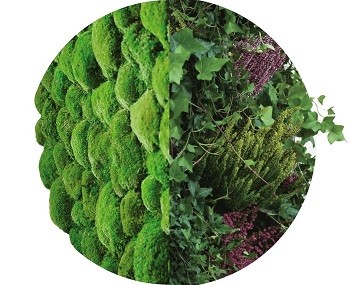 Green walls with plants and moss