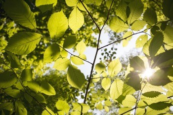 Znaczenie światła dla roślin i ludzi