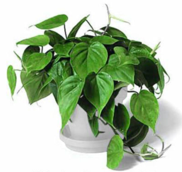 philodendron scandens