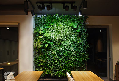 green walls indoors