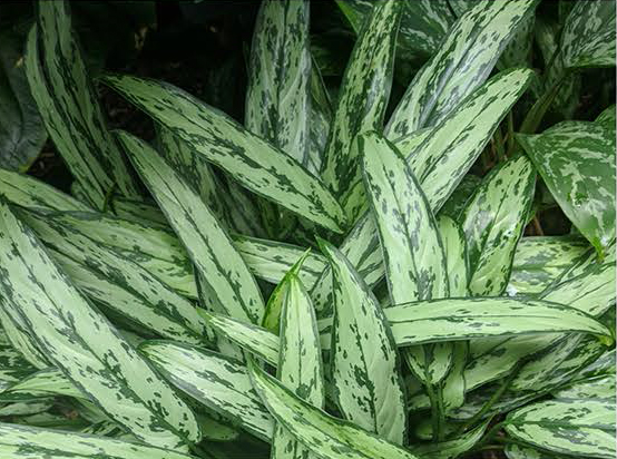 Aglaonema