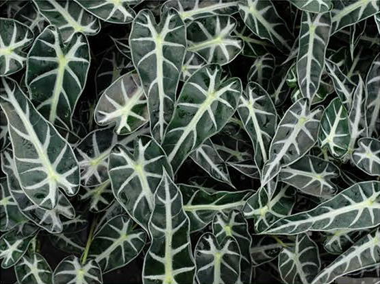 Alocasia