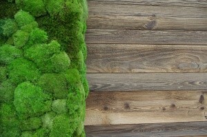 Chrobotek reniferowy i mech leśny na zielonych ścianach