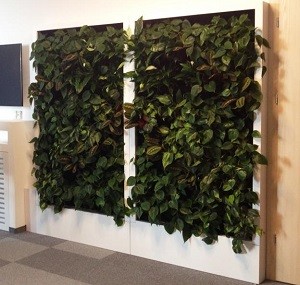 Historia zielonych ścian – kto wpadł na pomysł ogrodów wertykalnych?