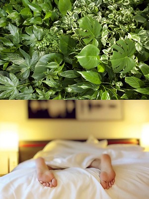 Kwiaty do sypialni – które rośliny najlepiej się sprawdzą?