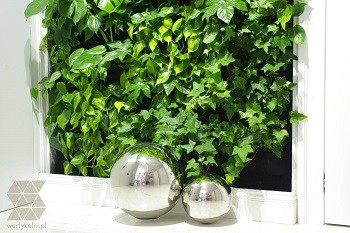 Pielęgnacja zielonej ściany – podstawowe zadania