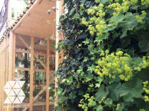 PORADNIK ZIELONE ŚCIANY SEZONOWE – CZYLI JAKIE ROZWIĄZANIE WYBRAĆ, DOBÓR ROŚLIN I STANOWISKA, PRAKTYCZNE PORADY