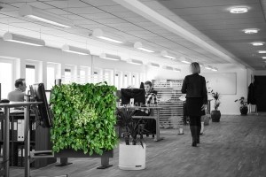 Rośliny w biurze a komfort pracy – zaskakujące wyniki badań!