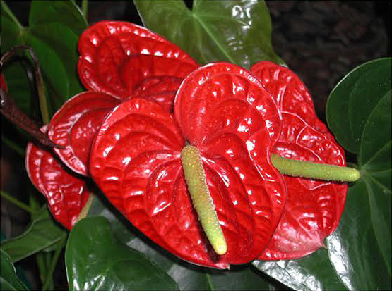 anthurium