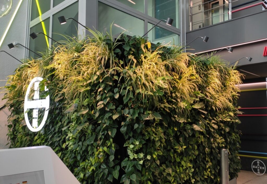 Firma: Bayer Miasto: Warszawa Strefa: strefa reprezentcyjno-wypocznkowa w recepcji Termin realizacji: 2019 Metraż: 16m2 zielonych ścian, 11 donic Dla jednego z naszych klientów - Firmy Bayer - przygotowaliśmy aranżację wnętrza recepcji w oparciu o geometryczną kompozycję. Prostopadłe ściany pokryte żywymi roślinami stworzyły kompozycję otwartego kwadratu. Bujna i zróżnicowana gatunkowo roślinność doskonale eksponuje wejście do recepcji. Dodatkowo, specjalistyczne oświetlenie wydobywa głębię kolory i strukturę roślin, tworząc jednocześnie warunki do ich rozwoju. Podświetlone logo firmy wkomponowane w roślinność wzmacnia efekt trójwymiarowości. Na powierzchni biurowca pojawiła się ponadto zieleń doniczkowa m.in. z dwubarwnym epipremium ustawione w linii wzdłuż ścian tworząc naturalne szpaler z żywych roślin. Uzyskana w ten sposób kompozycja roślin jest harmonijna i bardzo dobrze wzmacnia charakter miejsca i funkcję recepcji. Dodatkowo, złożoność tekstur i wybarwienia roślin idealnie podkreślają kolory mebli. Zastosowanie roślinności właśnie w tej części biura firmy daje oczekującym Gościom poczucie bezpieczeństwa i chwilę relaksu, jakie często daje nam kontakt z naturą.