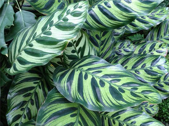 Calathea