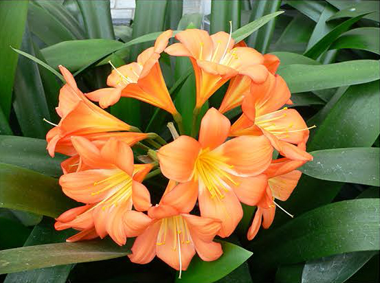Clivia Minata