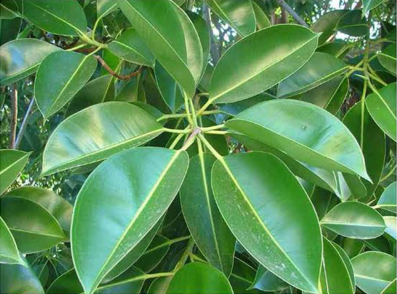 Ficus Elastica