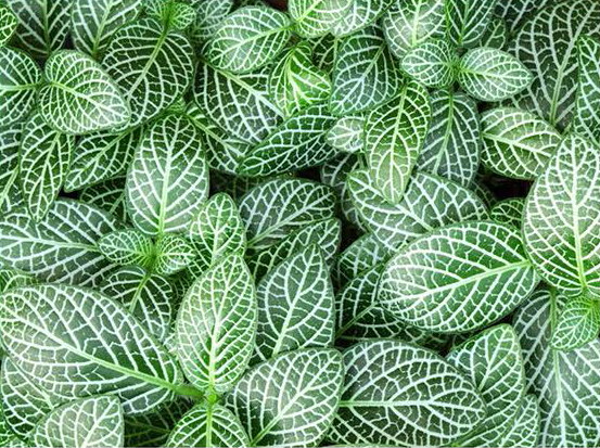 Fittonia