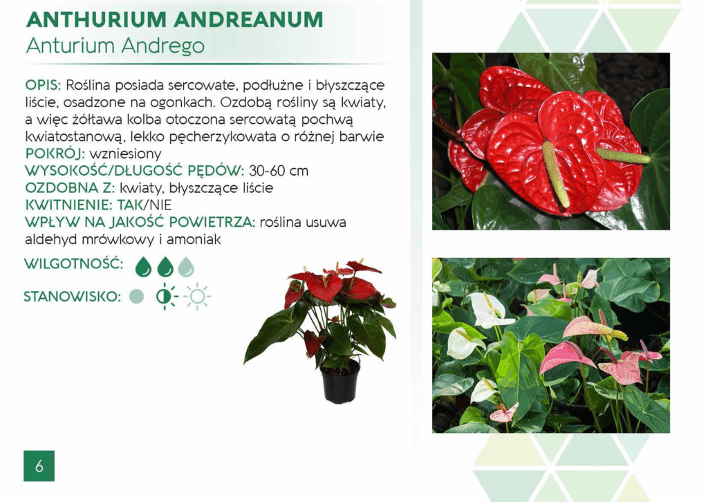 Anthurium