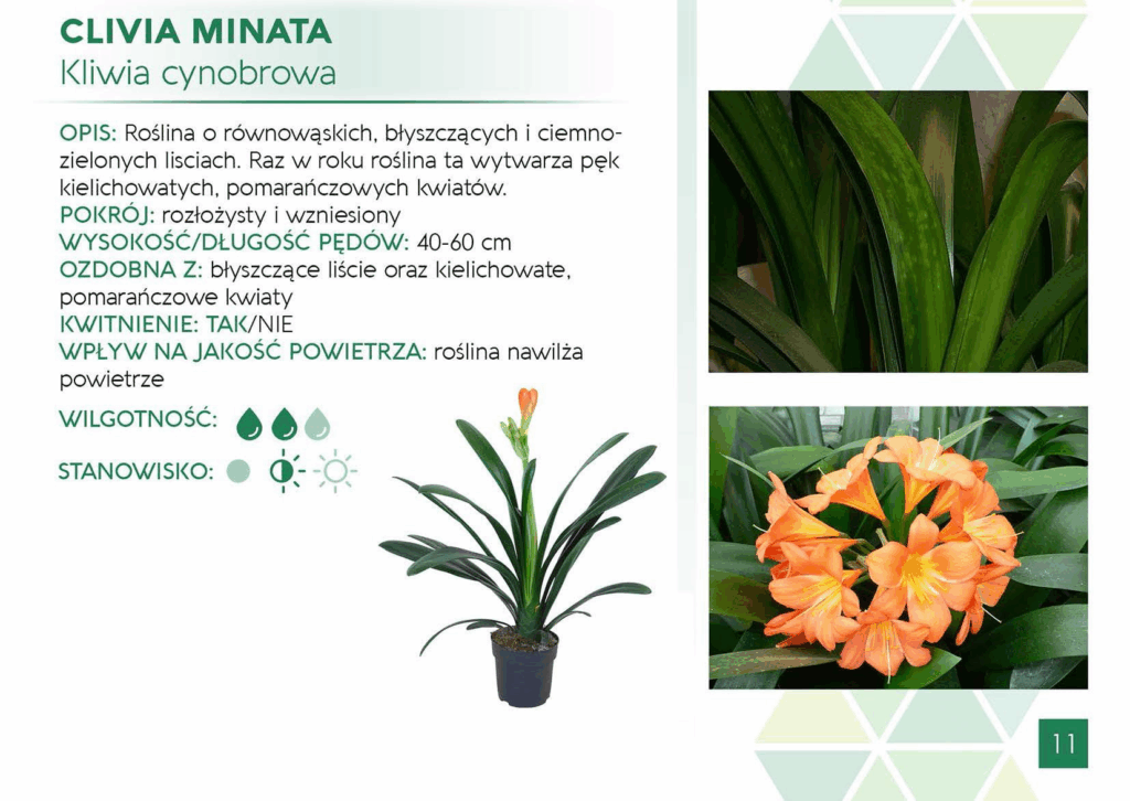 Clivia Minata