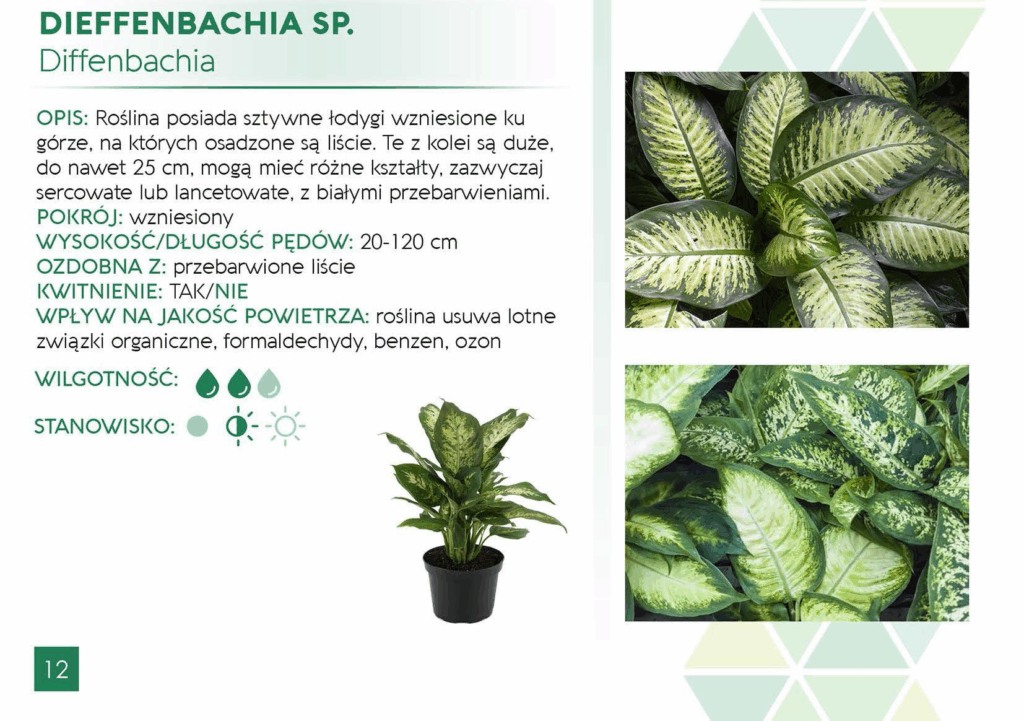 Diffenbachia