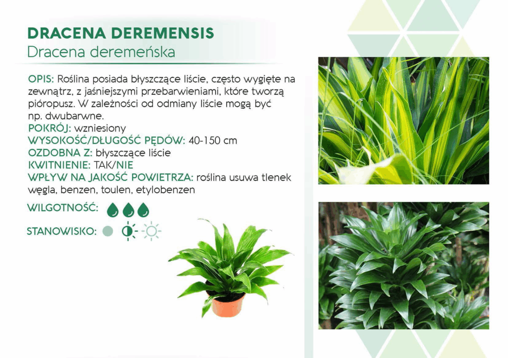 Dracena