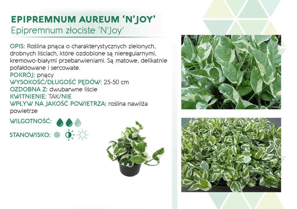 Epipremnum Njoy