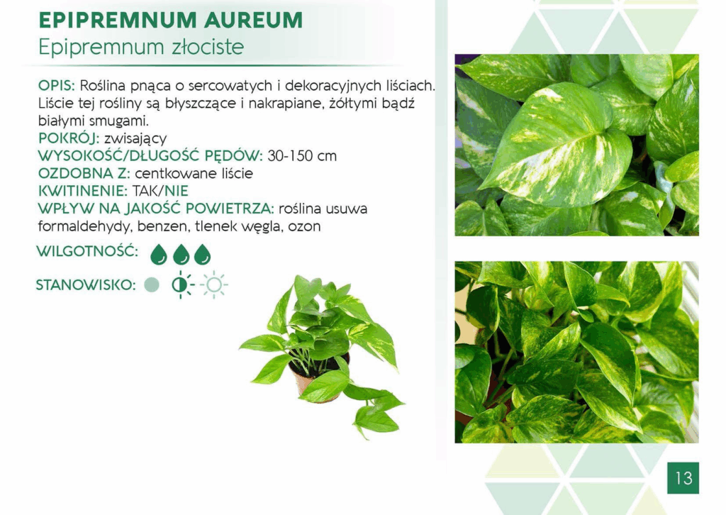 Epipremnum Aureum