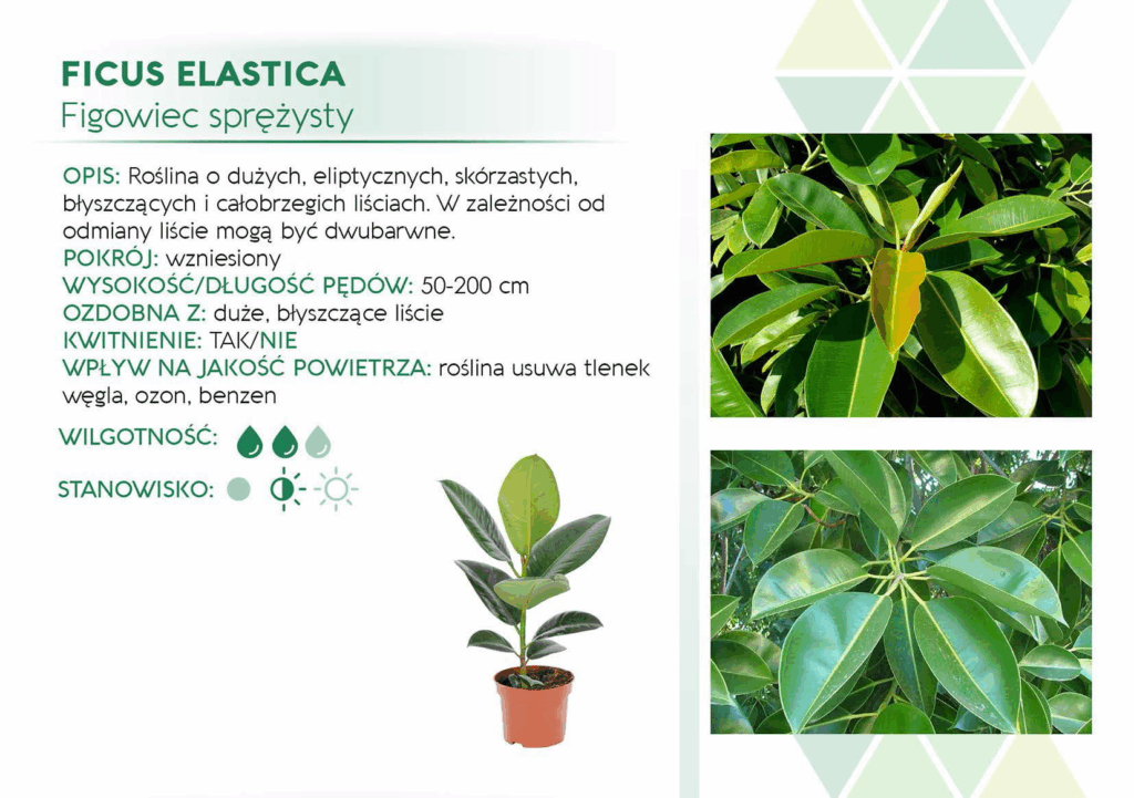 Ficus Elastica