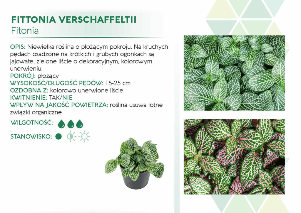 Fittonia