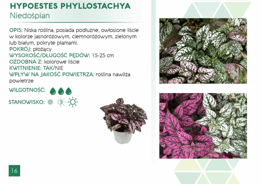 Hypoestes