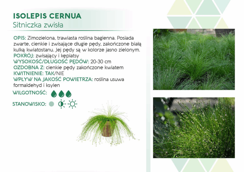 Isolepis