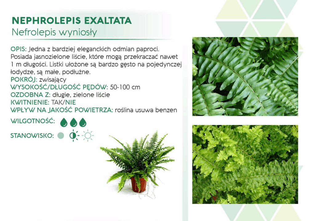Nephrolepis