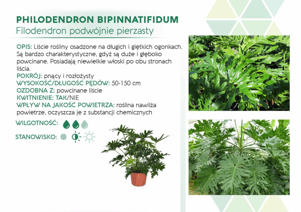 Philodendron Bipinnatifidium