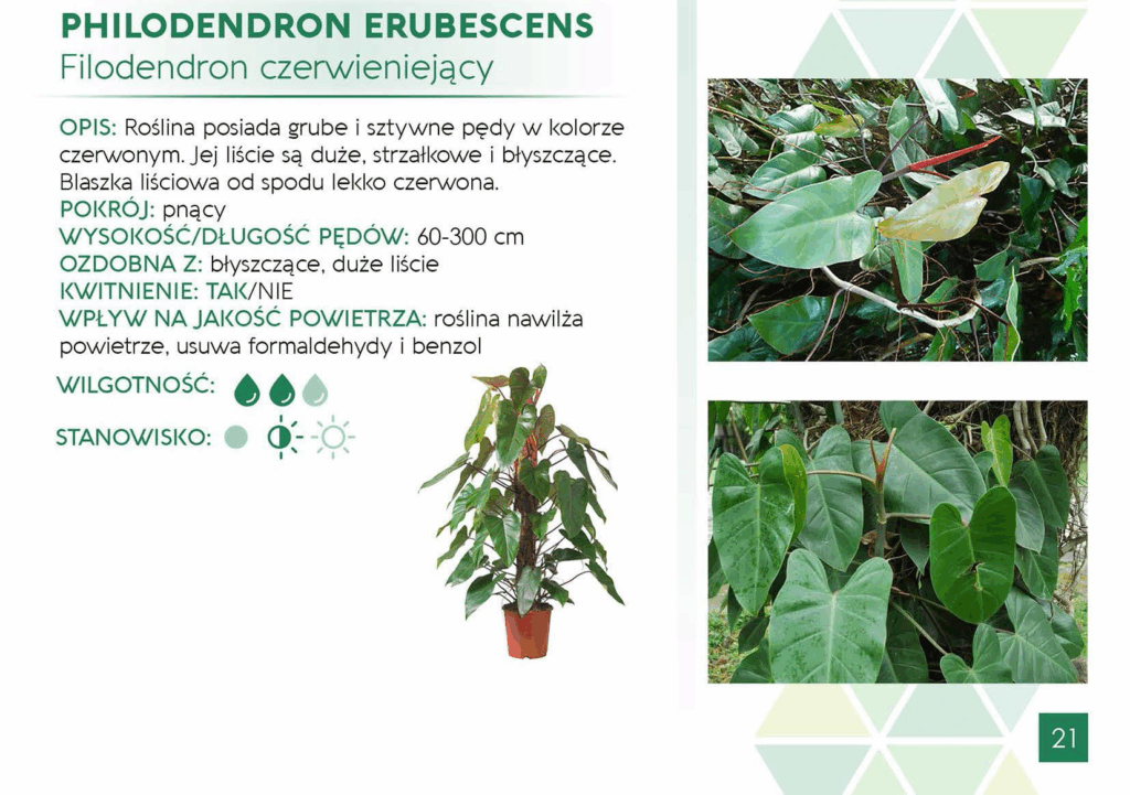 Philodendron Erubescens