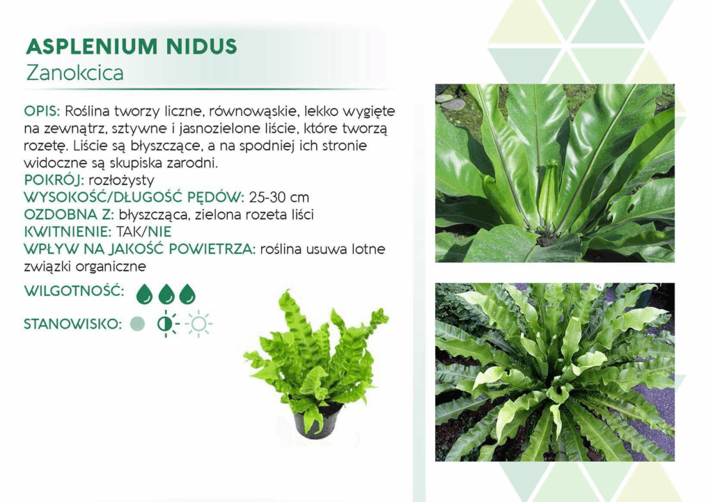Asplenium