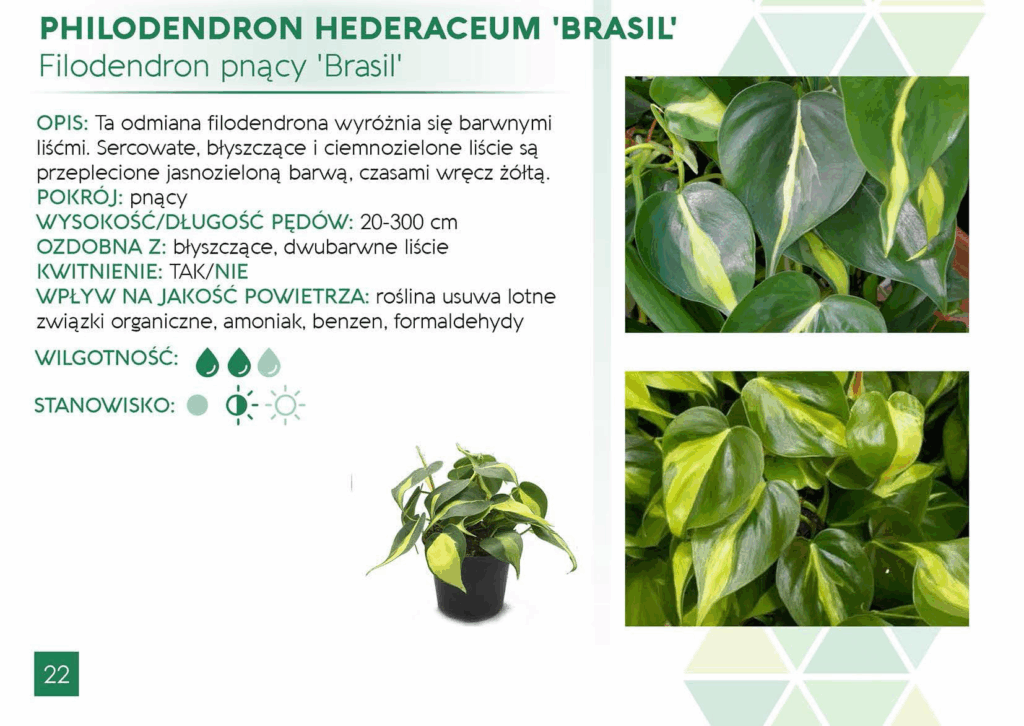 Philodendron Brasil