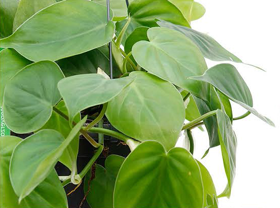 Philodendron Scandens