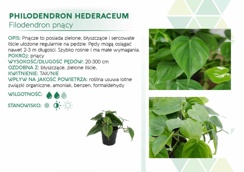 Philodendron Scandens