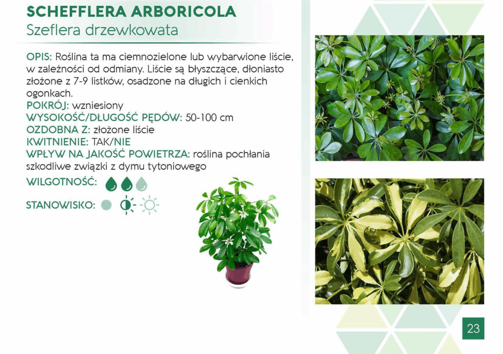 Schefflera