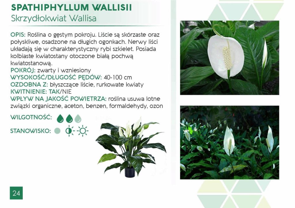 Spathiphyllum