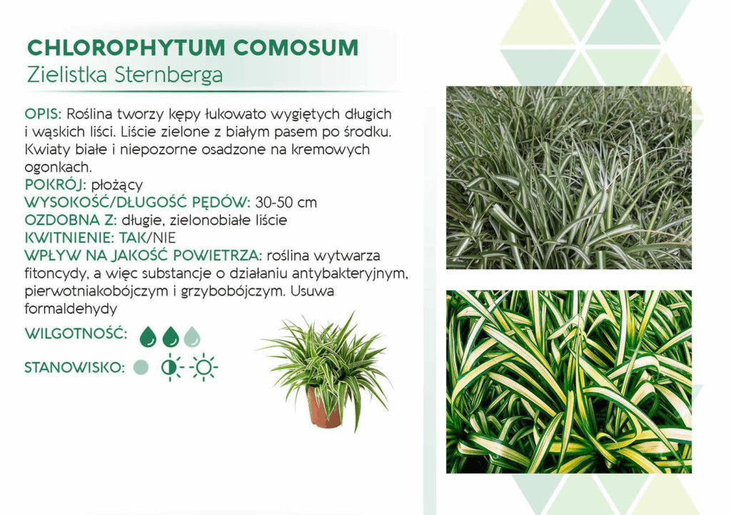 Chlorophytum