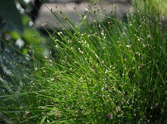 Isolepis
