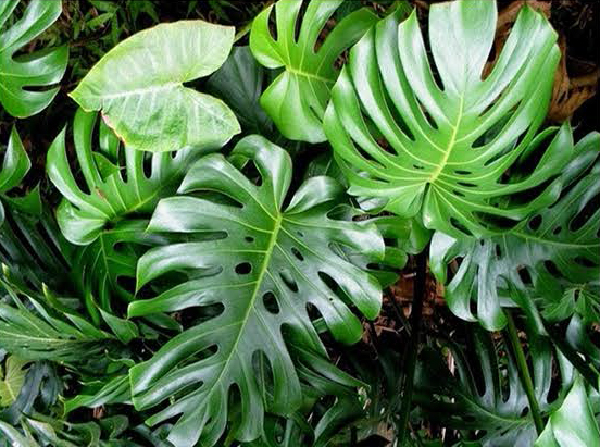 Monstera