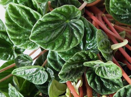 Peperomia