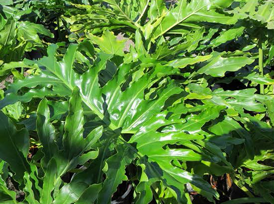 Philodendron Bipinnatifidium