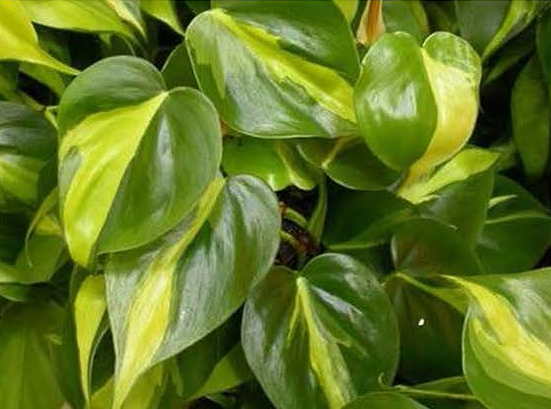 Philodendron Brasil