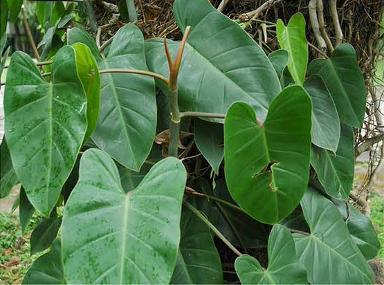 Philodendron Erubescens