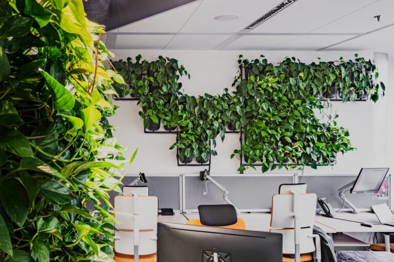 Pionowy ogród 4Nature Vitis